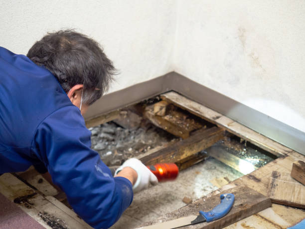 Best Residential Mold Remediation in Wrightsville Beach, NC