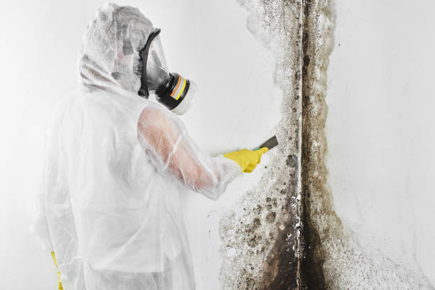 Best HVAC Mold Remediation in Wrightsville Beach, NC