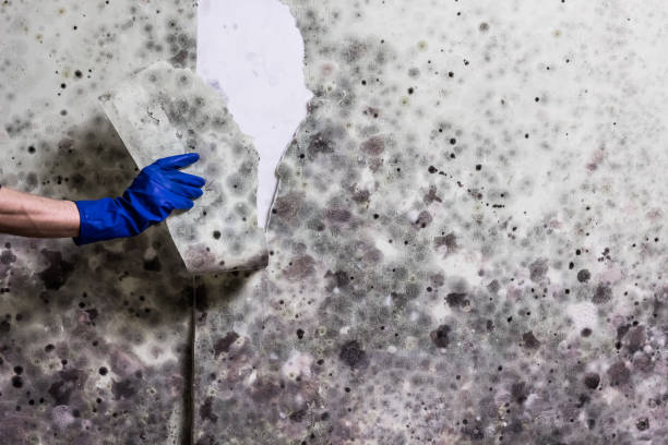 Best Post-Flood Mold Remediation in Wrightsville Beach, NC